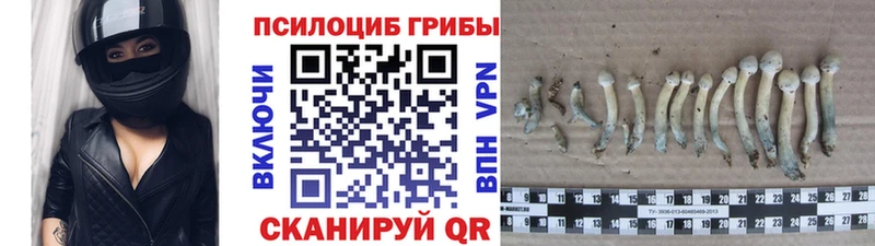 Галлюциногенные грибы Psilocybe  Купить закладки  Краснознаменск 